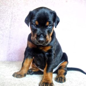Delila