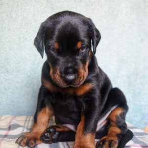 Diesel