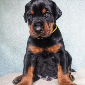 Dozer