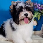 Elizabet-female-Biewer-puppy-for-sale-1