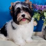 Elizabet-female-Biewer-puppy-for-sale-2