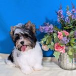 Elizabet-female-Biewer-puppy-for-sale-3