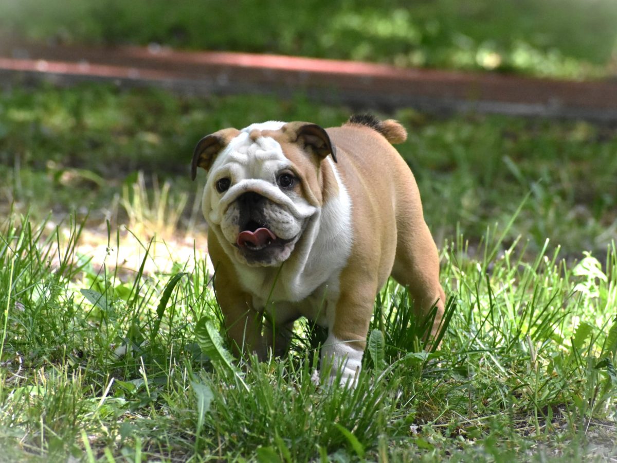 Miniature English Bulldog Miniature English Bulldogs For Adoption