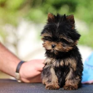 Erick Yorkshire Terrier
