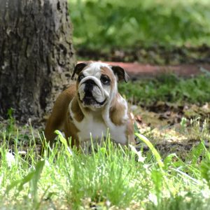 Evita