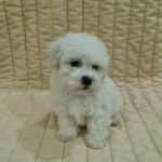 Fabian-male-bichon-frise-pupppy-for-sale- (1)