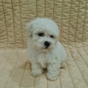 Fabian Bichon Frise