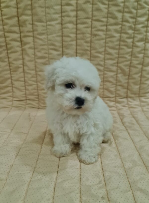 Fabian Bichon Frise