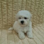Fabian-male-bichon-frise-pupppy-for-sale- (2)
