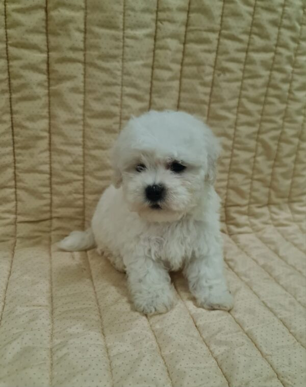 Fabian Bichon Frise
