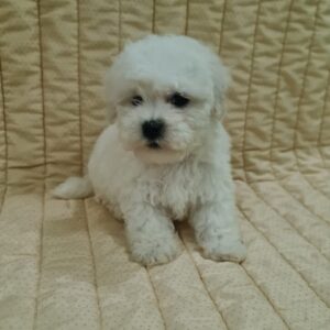 Fabian Bichon Frise
