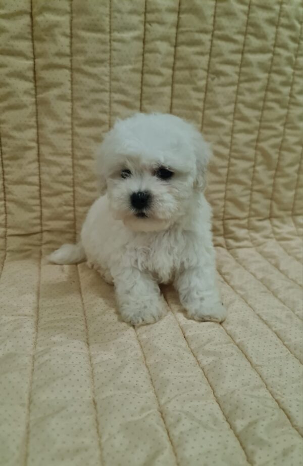 Fabian Bichon Frise