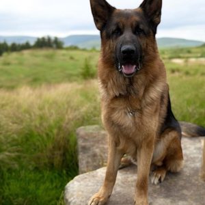Fabio German Shepherd
