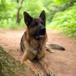 Flora German Shepherd