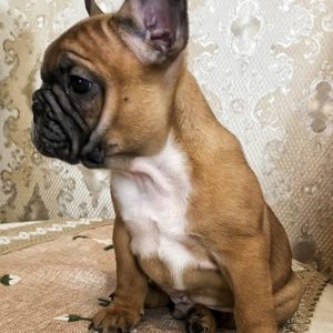 Fan-Fan French Bulldog