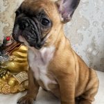 Fan-Fan-male-french-bulldog-puppy-for-sale-1 (2)