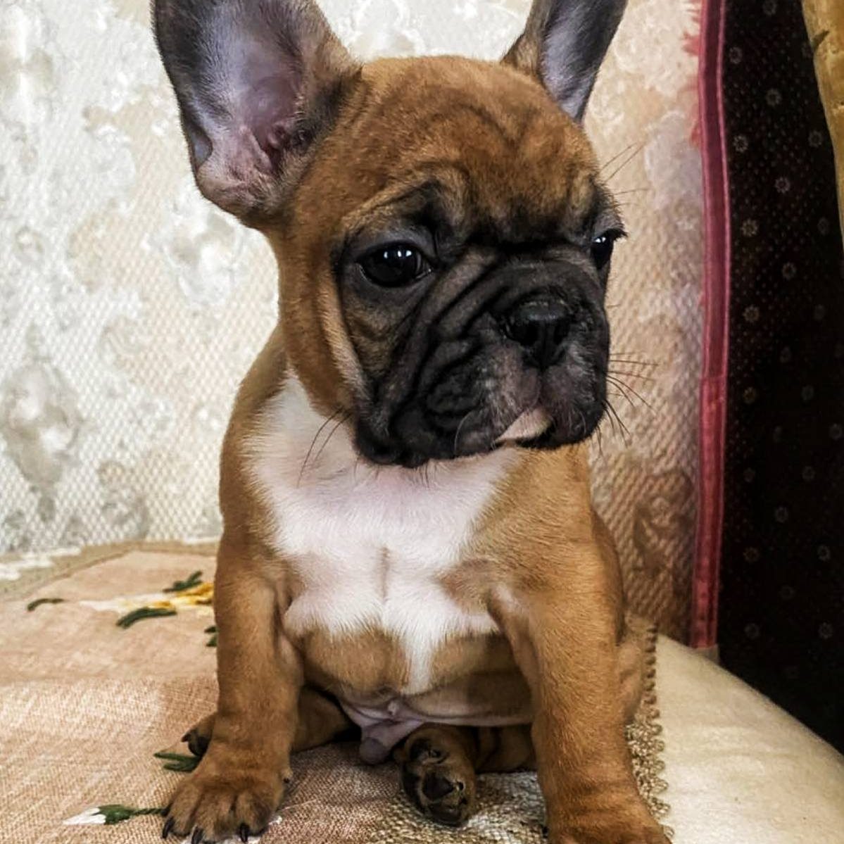 Frenchie Mix Boston Terrier Cross French Bulldog For Sale Frenchie