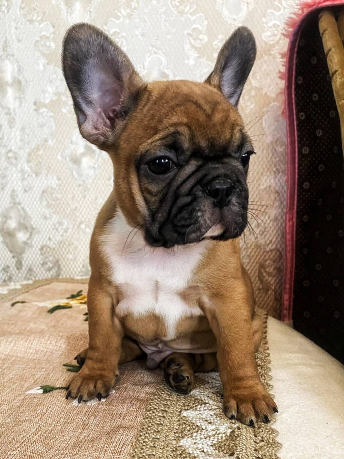 Terrier Bulldog Breeders Bulldog Rescue Kusa Registered French