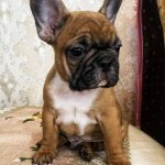 Funtik French Bulldog