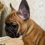 Fan-Fan-male-french-bulldog-puppy-for-sale-1 (4)
