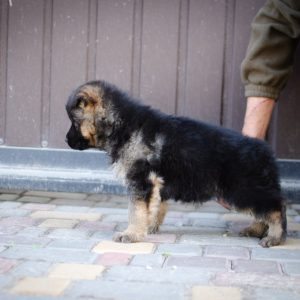 Fandango German Shepherd