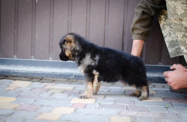 Fandango German Shepherd