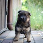 Fandango-female-German-shepherd-puppy-for-sale-1 (2)
