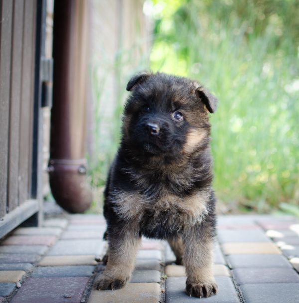 Fandango German Shepherd