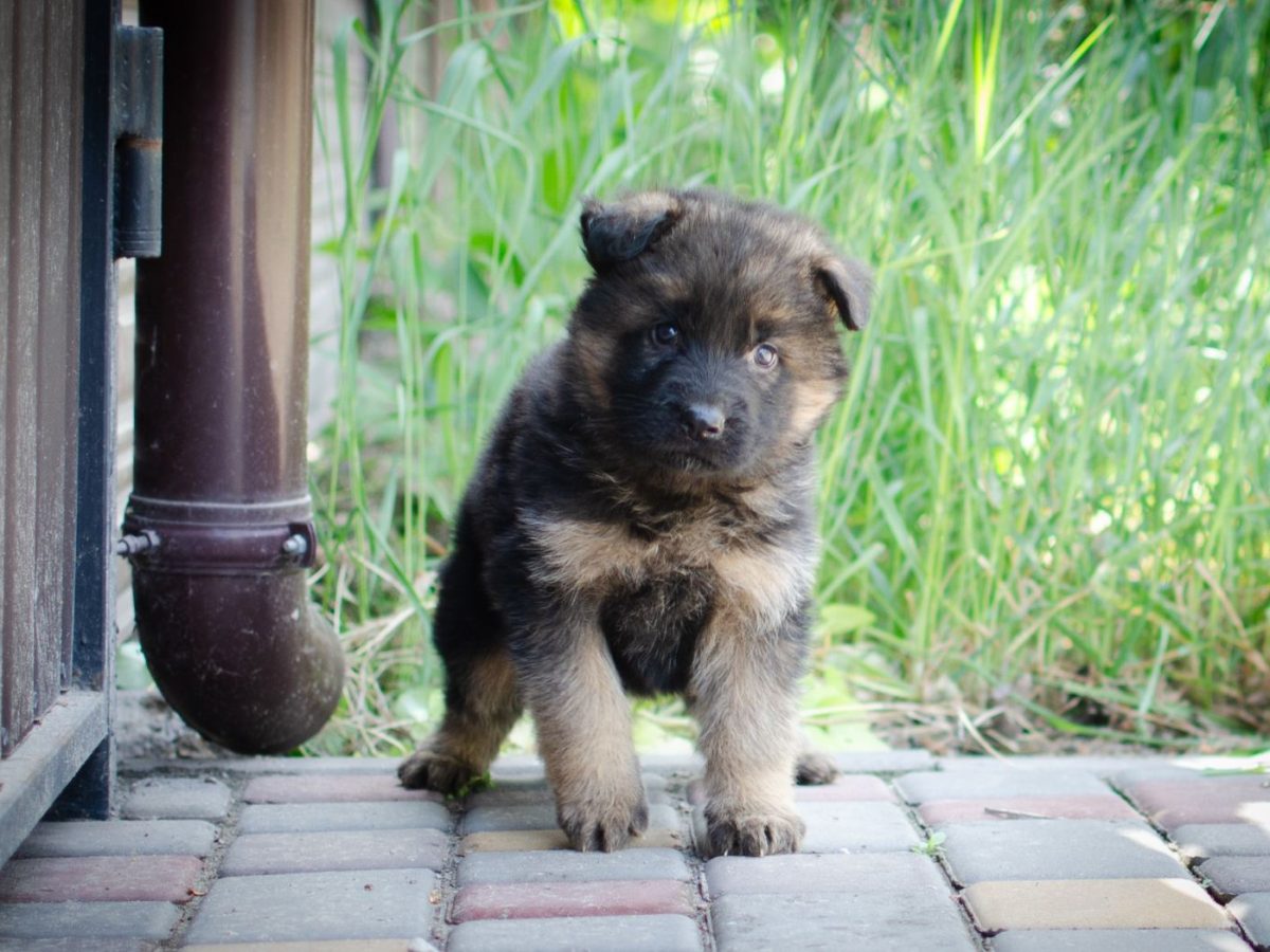 Old German Husky Cross German Shepherd Puppy German Shepherd Husky