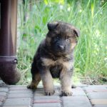 Fabio German Shepherd