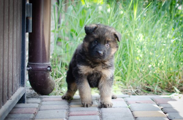 Fandango German Shepherd