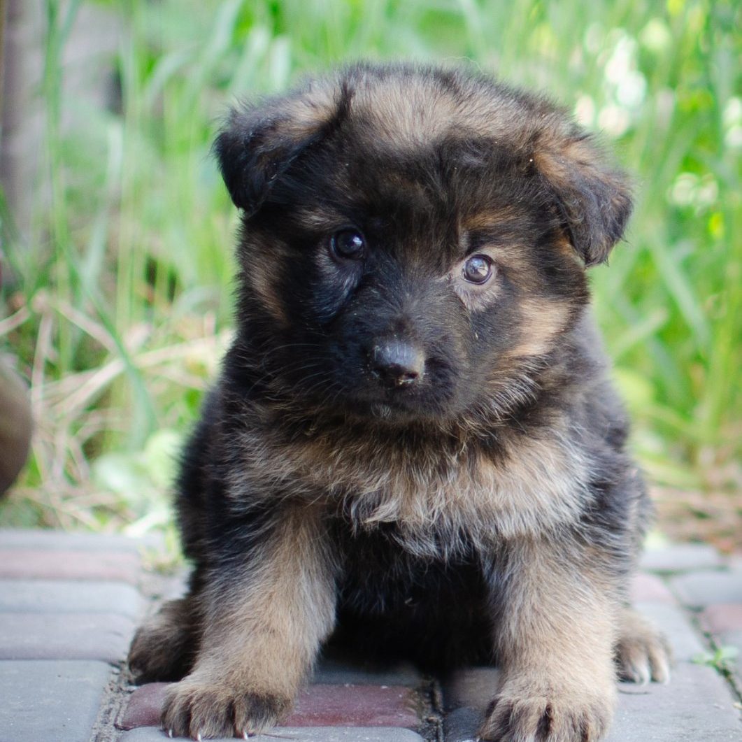 Sable Black German Shepherd Long Haired German Black German