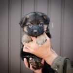 Felicity-female-German-shepherd-puppy-for-sale-1 (2)