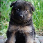Felicity-female-German-shepherd-puppy-for-sale-1 (3)