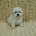 Fabian Bichon Frise
