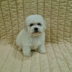 Fergie Bichon Frise