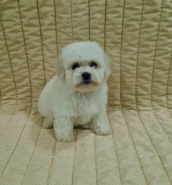 Fergie Bichon Frise