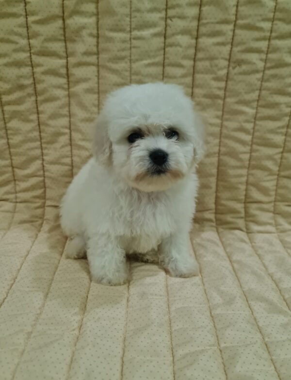 Fergie Bichon Frise