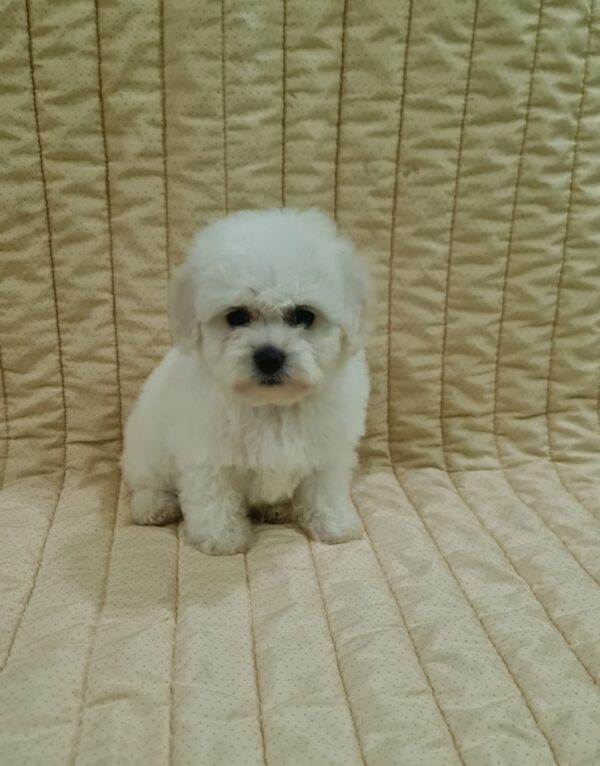Fergie Bichon Frise