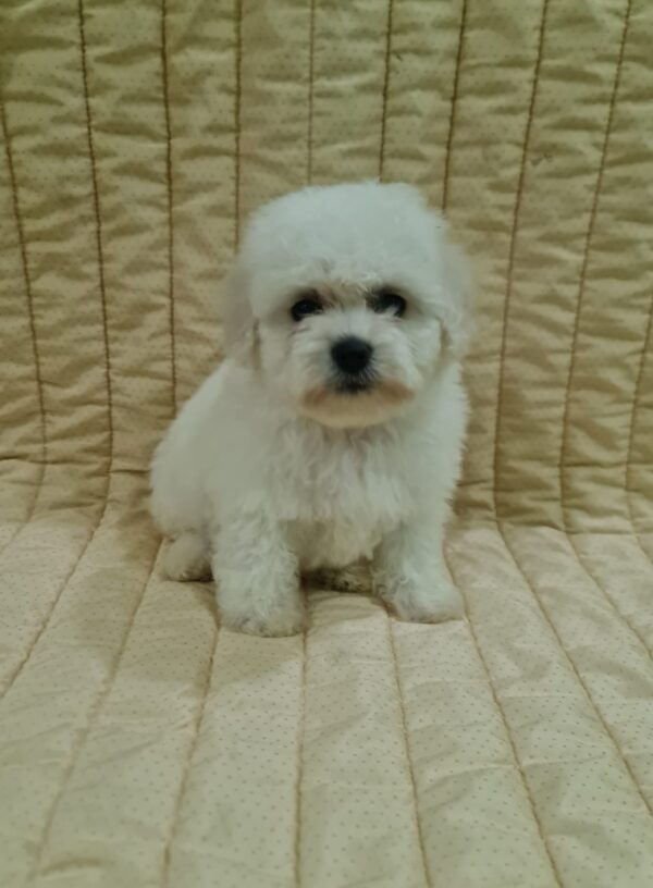 Fergie Bichon Frise