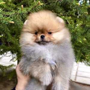 Feya Pomeranian