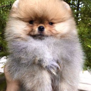 Feya Pomeranian