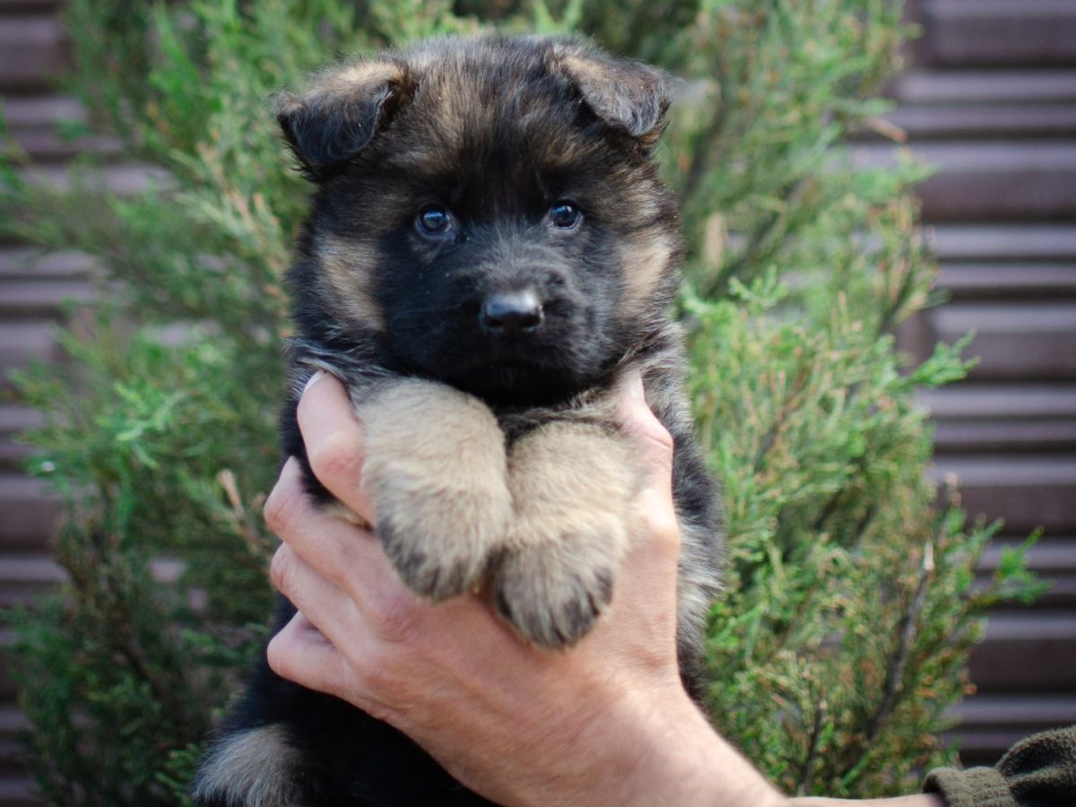 Shepherd Puppies Fully Trained Dogs For Sale Near Me Shepherd