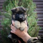 Fandango German Shepherd