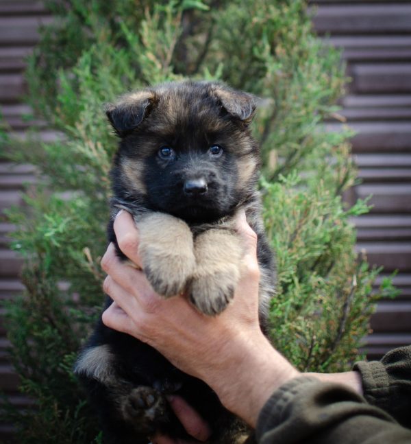 Firechief German Shepherd