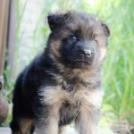 Firechief-male-German-shepherd-puppy-for-sale-1 (2)