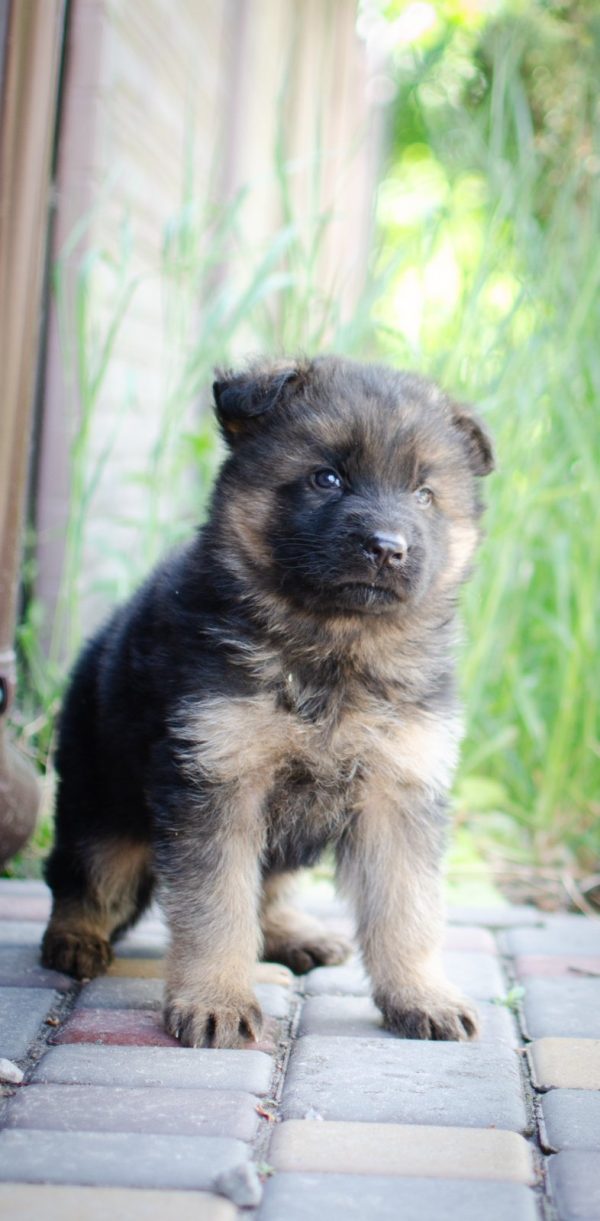 Firechief German Shepherd