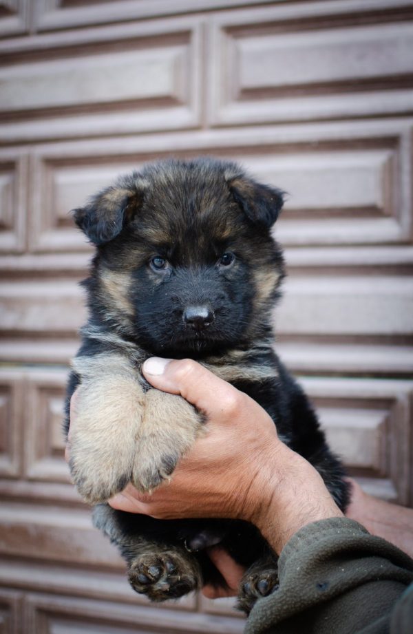 Firechief German Shepherd