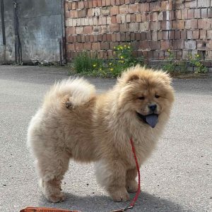Fonia Chow-Chow