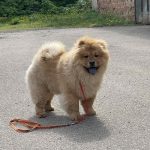 Fonia-female-Chow-puppy-for sale-2